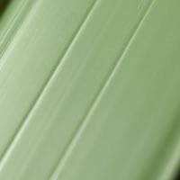 Verde - pvc